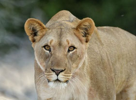 Namibia safari - Desert Lion, Kaokoland