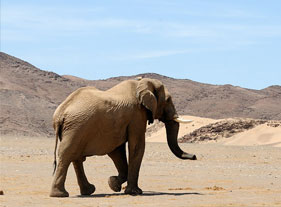 Eléphant du désert – Namibie