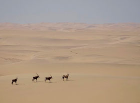 Gemsbok