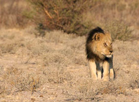 Lion du Kalahari
