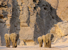 &Eacute;l&eacute;phants du Kaokoland